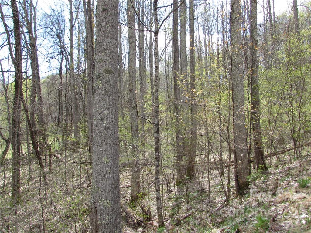 Multiple Lots Red Wolf Run Mars Hill NC 28754