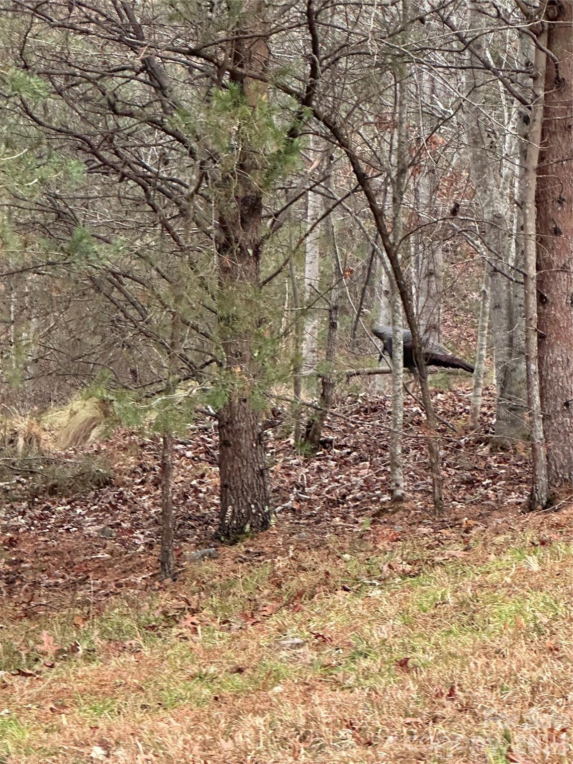 00 Jackson Cove Road W Mill Spring NC 28756