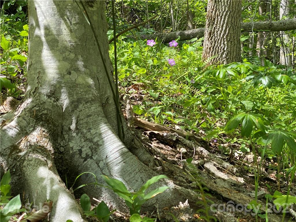 Tbd Highway 212 Highway Marshall NC 28753