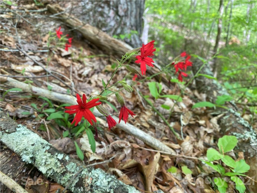 Tbd Highway 212 Highway Marshall NC 28753