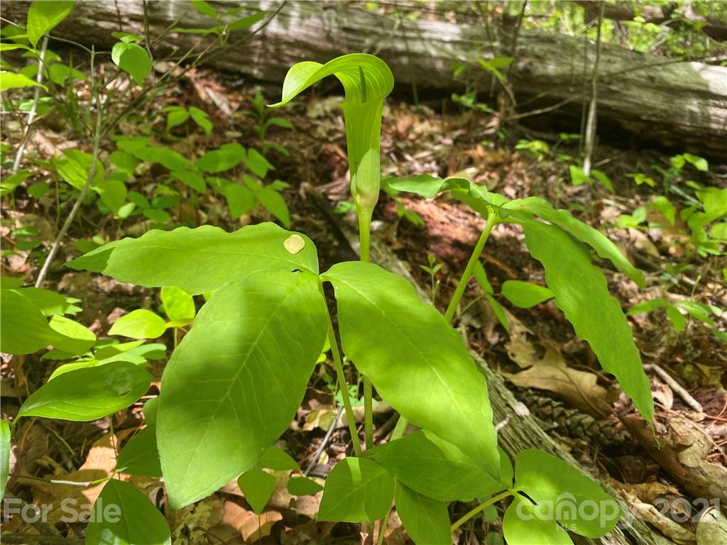 Tbd Highway 212 Highway Marshall NC 28753