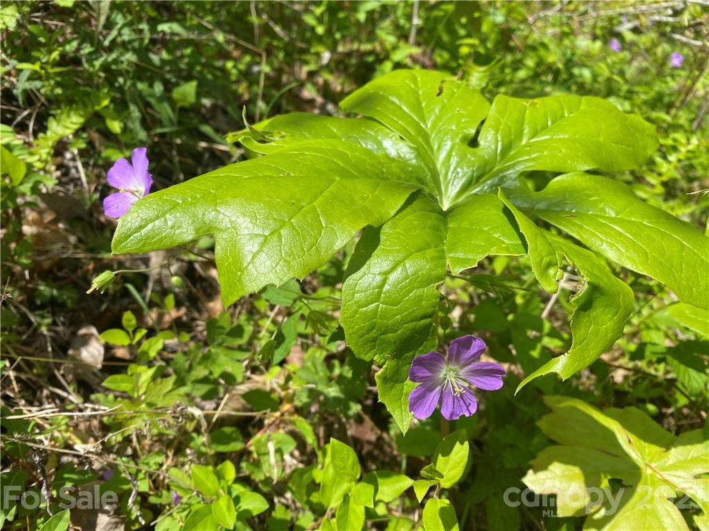 Tbd Highway 212 Highway Marshall NC 28753