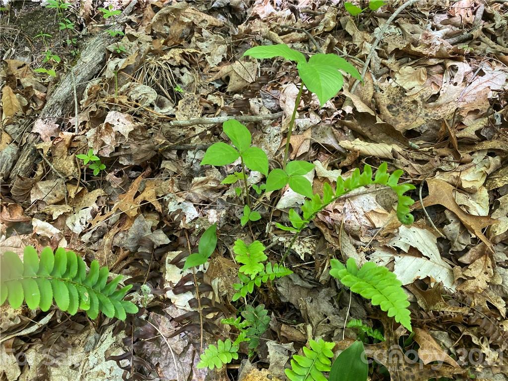 Tbd Highway 212 Highway Marshall NC 28753