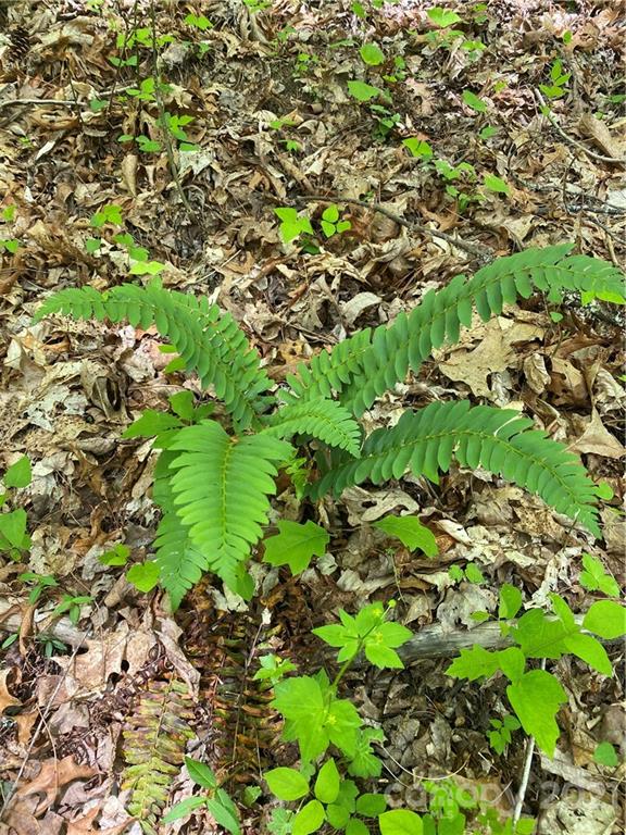 Tbd Highway 212 Highway Marshall NC 28753