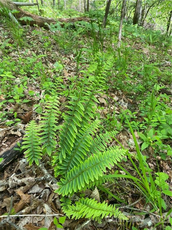 Tbd Highway 212 Highway Marshall NC 28753