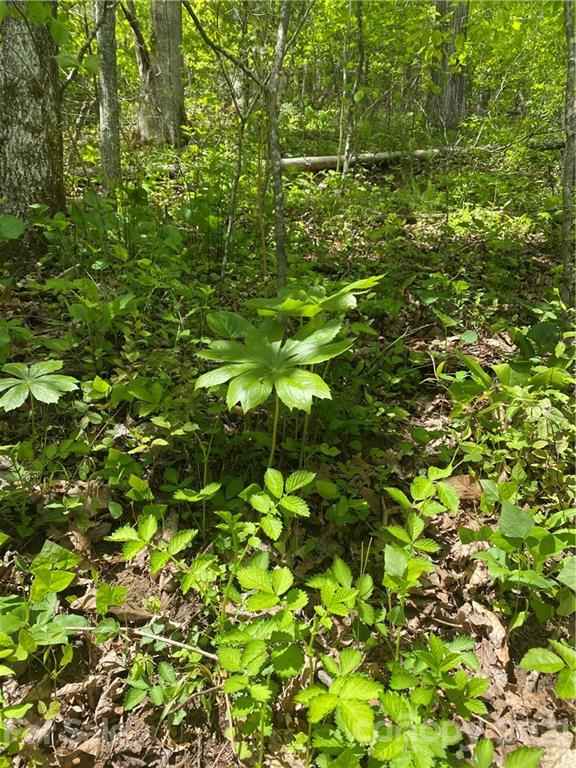 Tbd Highway 212 Highway Marshall NC 28753