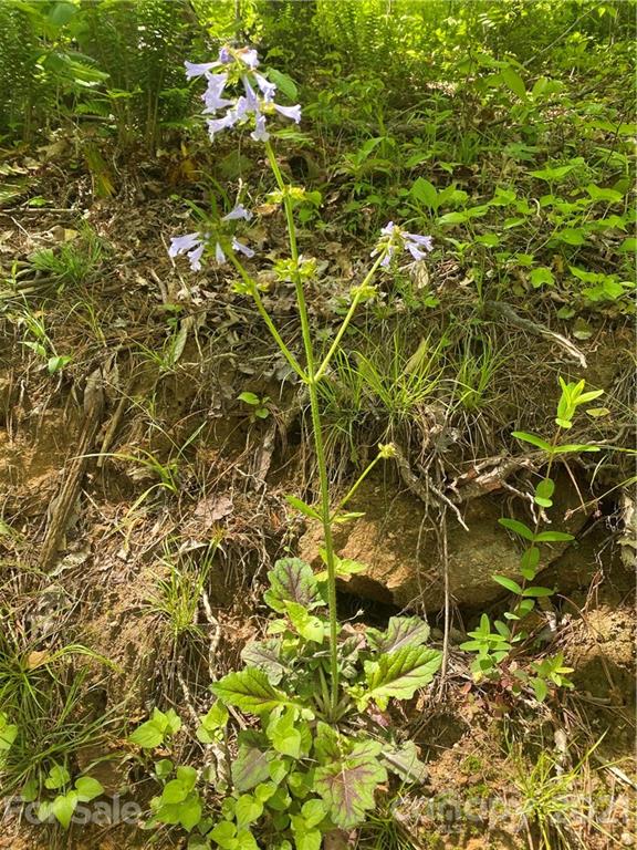 Tbd Highway 212 Highway Marshall NC 28753