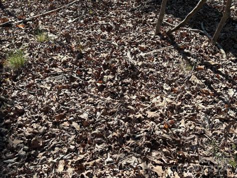 4 Ac Ashley Road Indian Land SC 29707