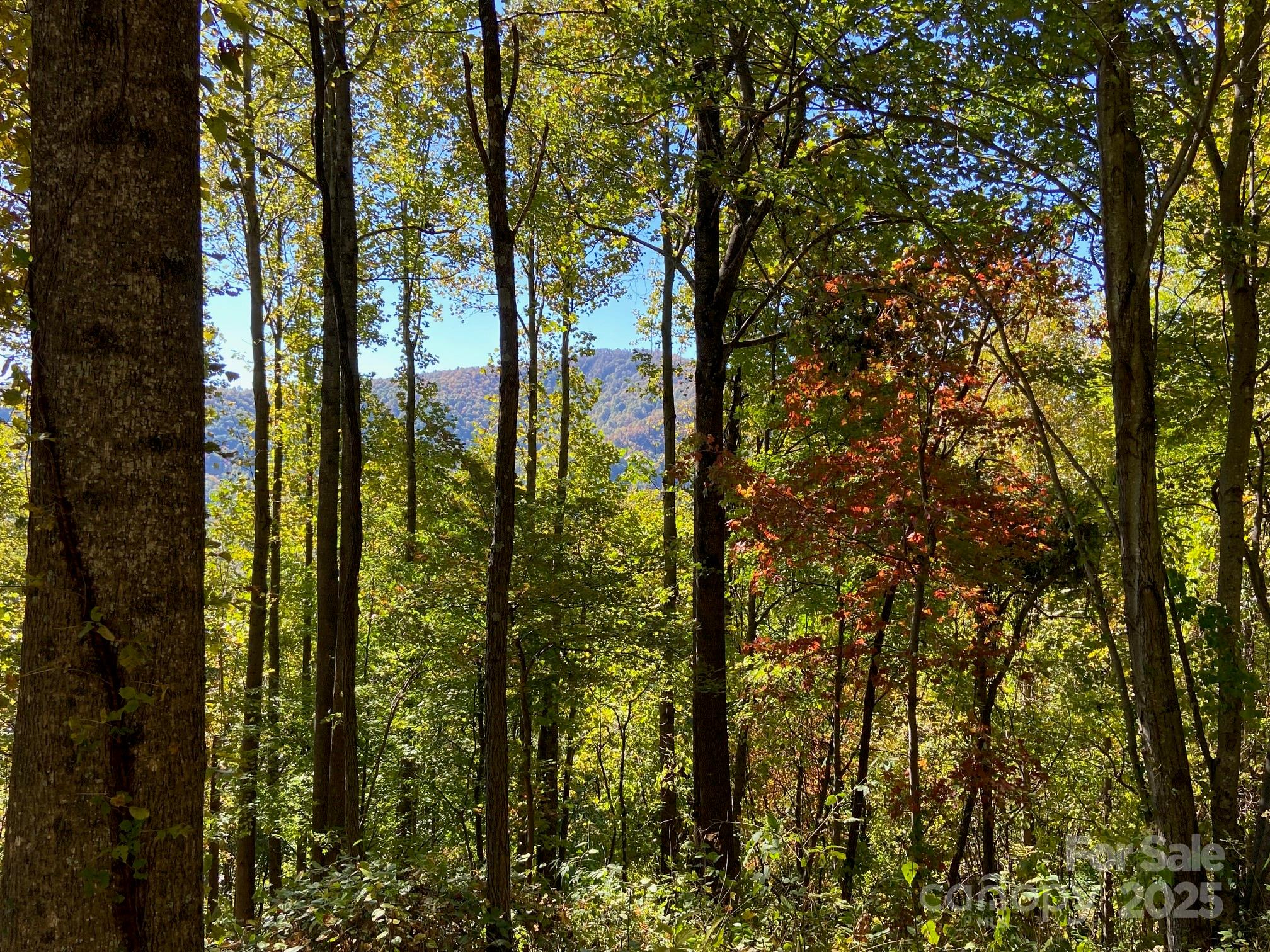 501 Warbler Lane Black Mountain NC 28711