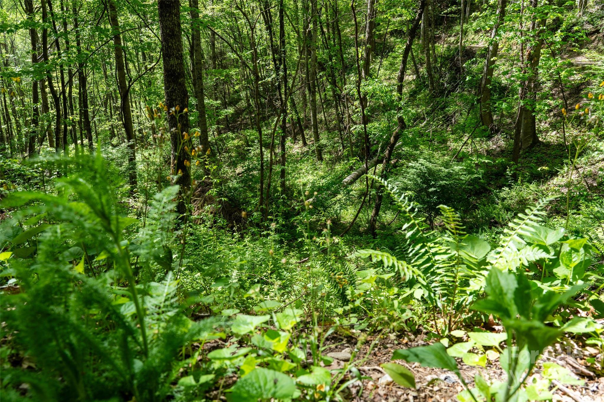 72 Lonesome Pines Road Clyde NC 28721