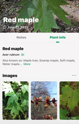 Lot # 77 Hunnicut Spur Road Marion NC 28752