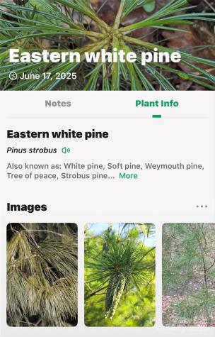 Lot # 77 Hunnicut Spur Road Marion NC 28752