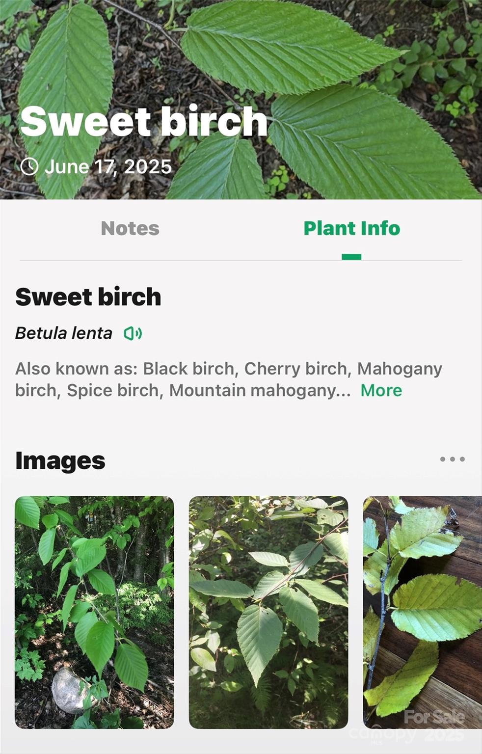 Lot # 77 Hunnicut Spur Road Marion NC 28752