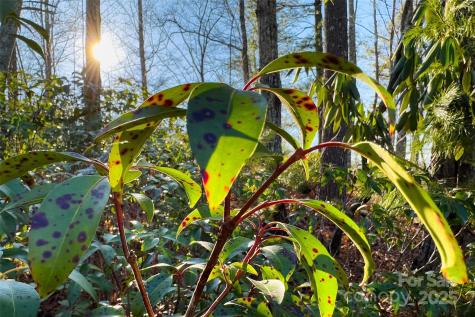 Lot #45 Fox Ridge Trail Marion NC 28752