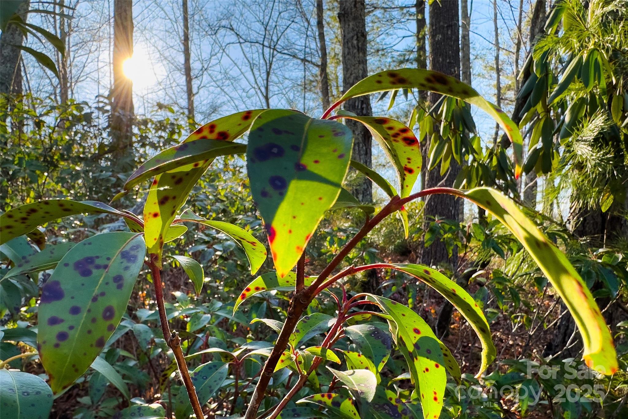 Lot #45 Fox Ridge Trail Marion NC 28752