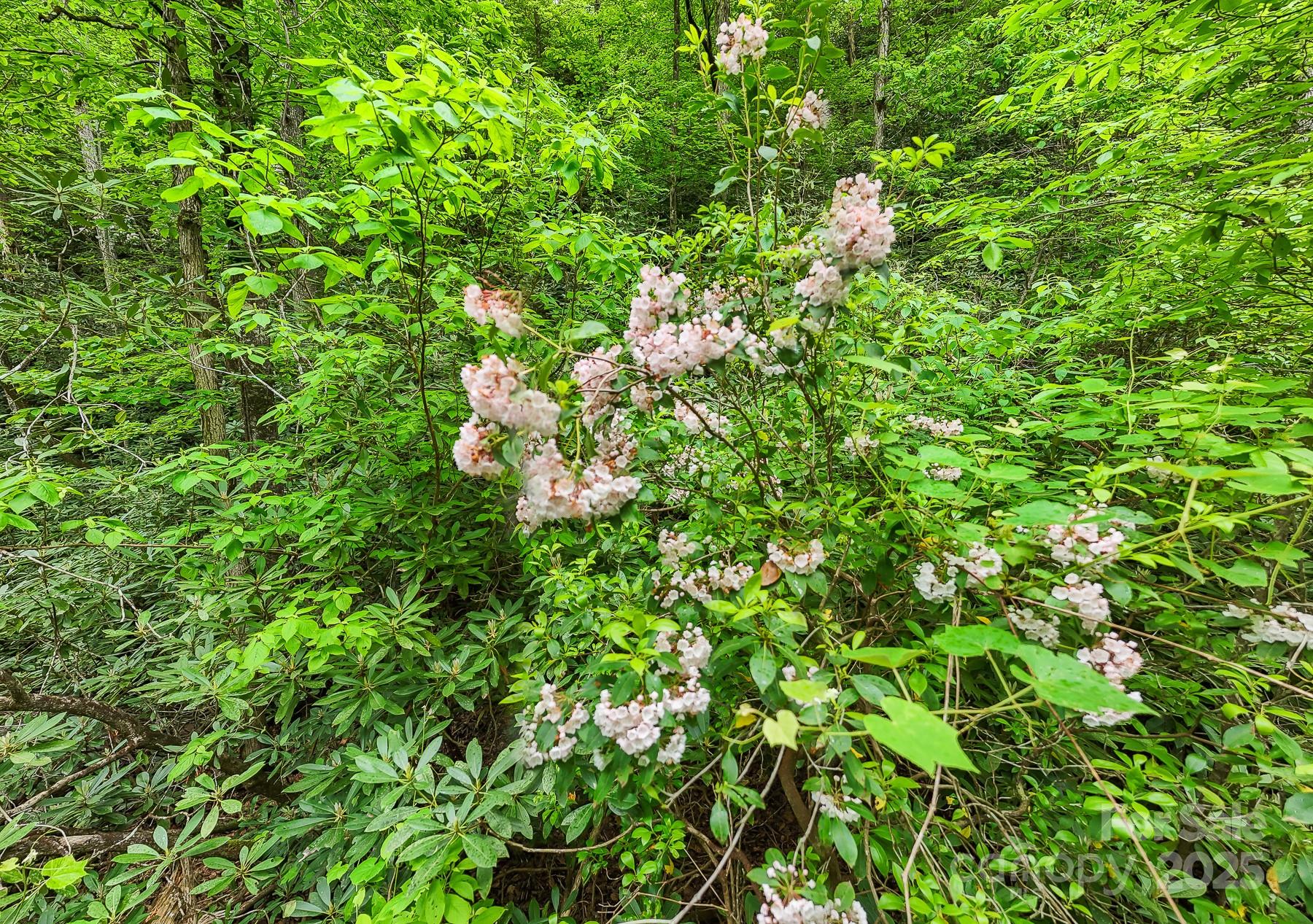 399 Shell Stand Road Almond NC 28702