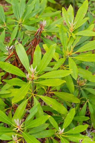 1111 Elm Tree Lane Swannanoa NC 28778