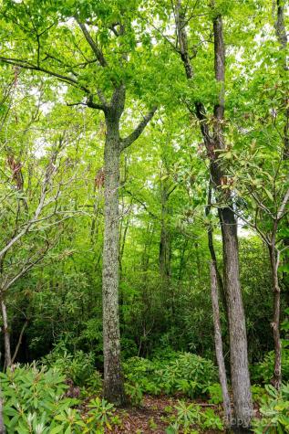 1111 Elm Tree Lane Swannanoa NC 28778