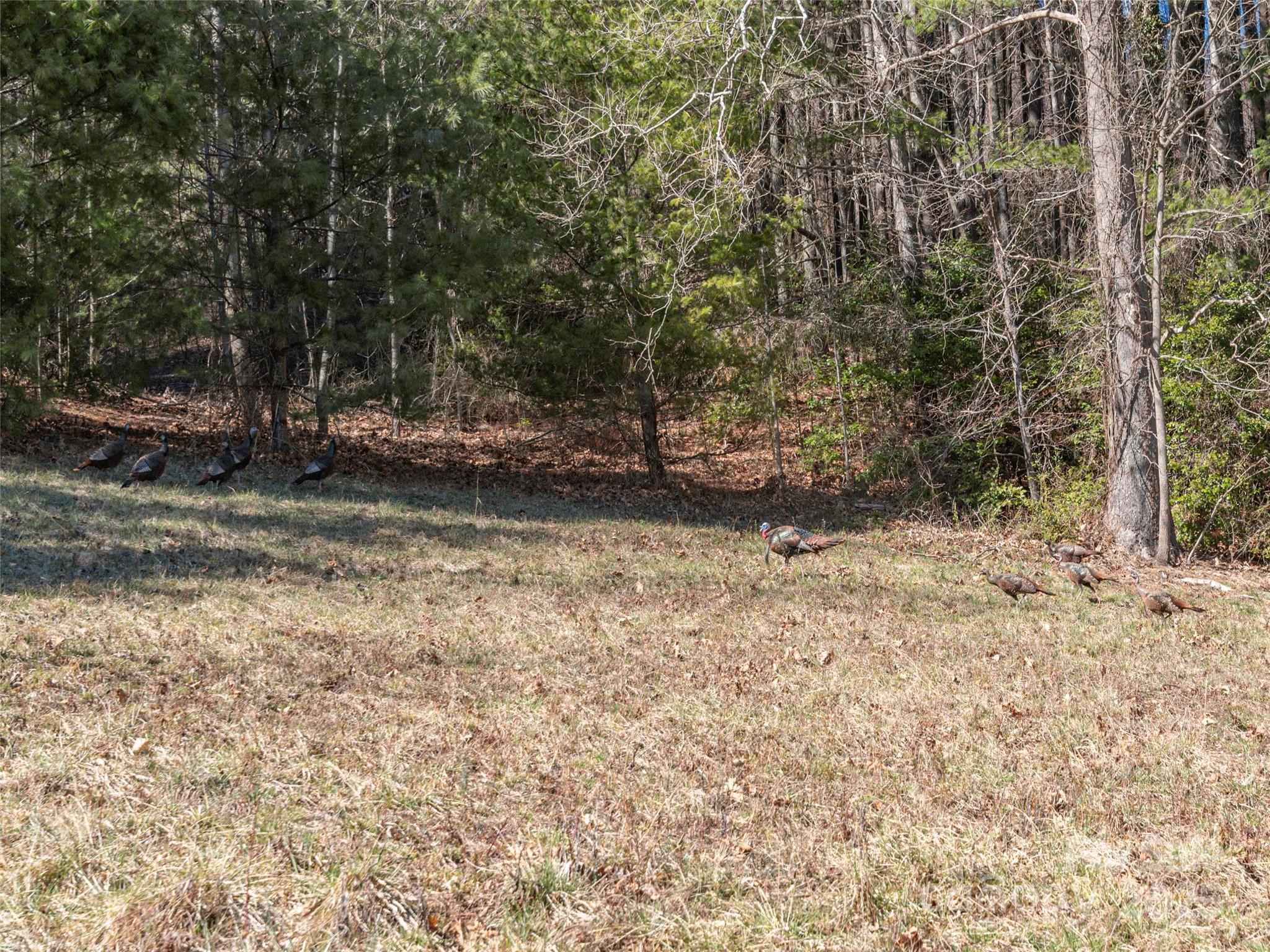 00 Big Cove Road Waynesville NC 28786