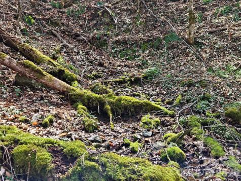 000 Forbidden Cove Waynesville NC 28785