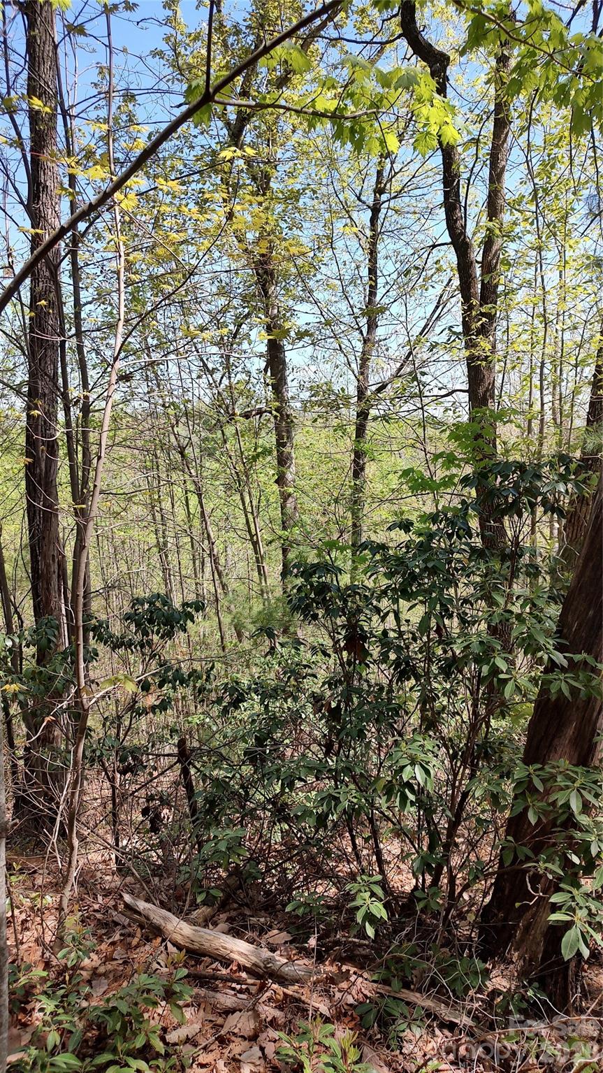 0 Staghorn Road Purlear NC 28665