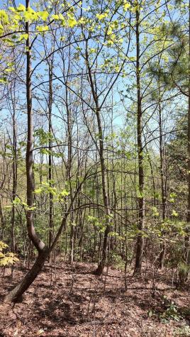 0 Staghorn Road Purlear NC 28665
