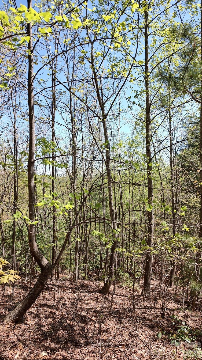 0 Staghorn Road Purlear NC 28665