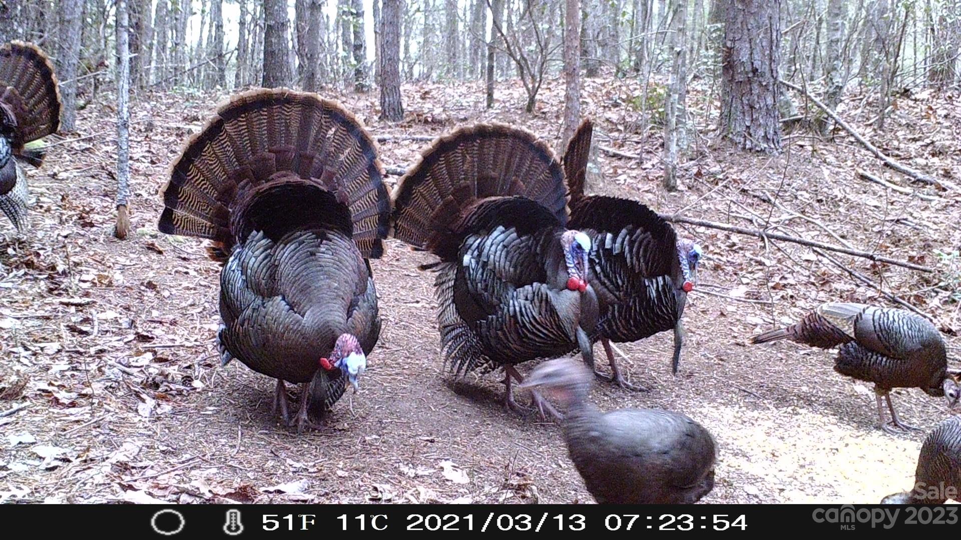 6234 Adako Road Lenoir NC 28645
