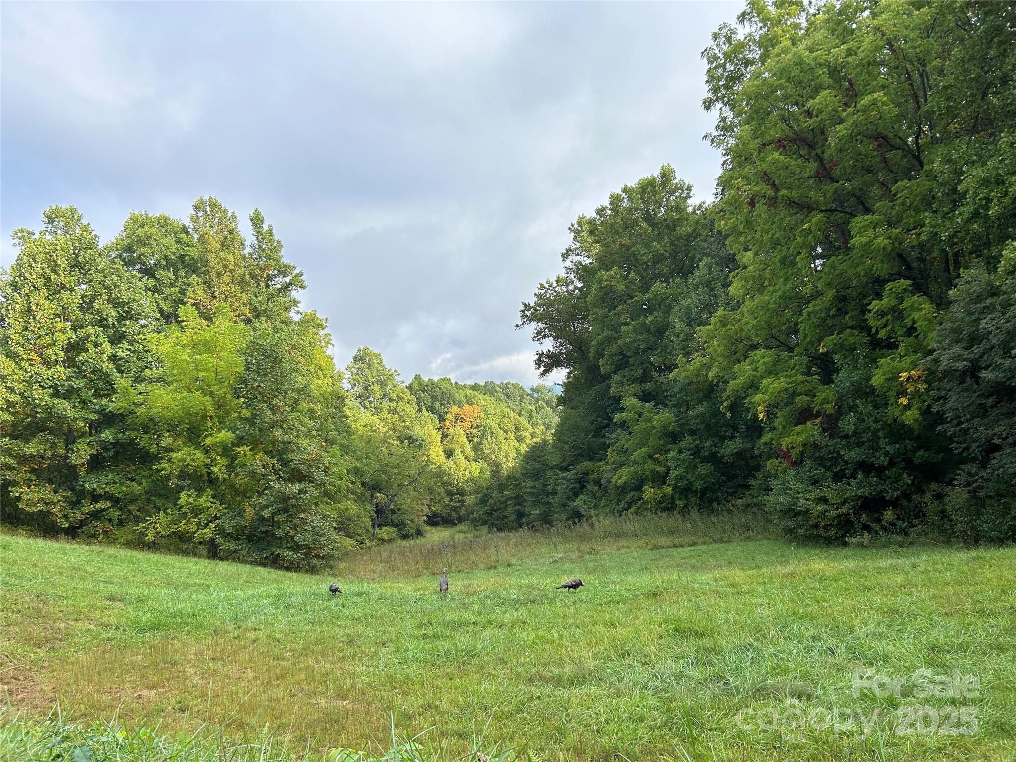 100 S Lindon Cove Road Candler NC 28715