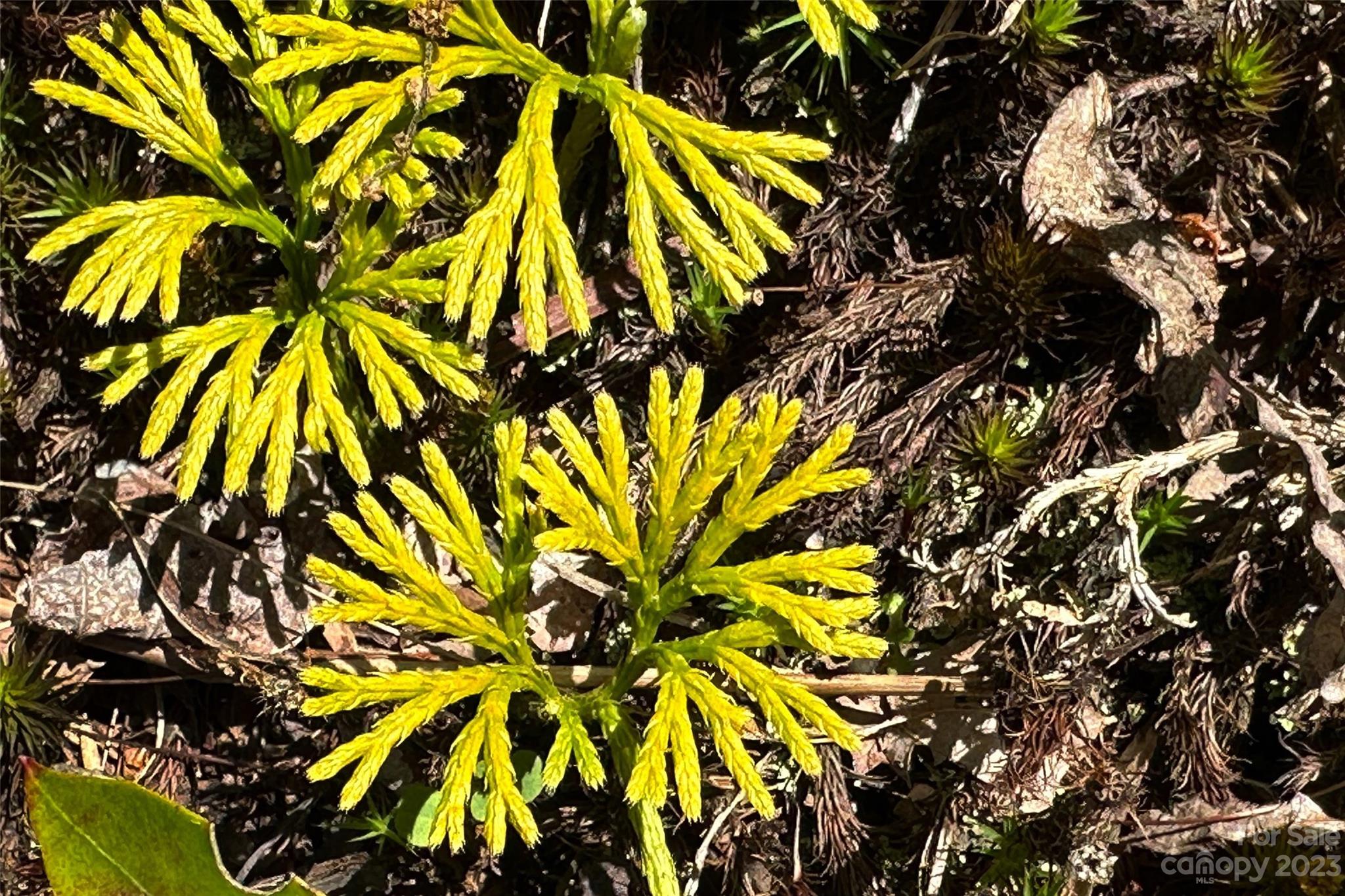 959 Nicey Gap Road Old Fort NC 28762