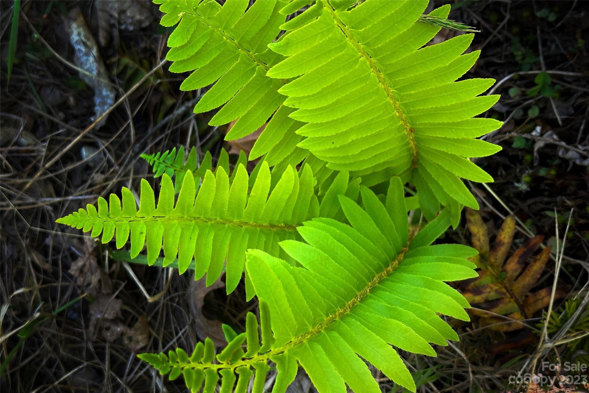 959 Nicey Gap Road Old Fort NC 28762