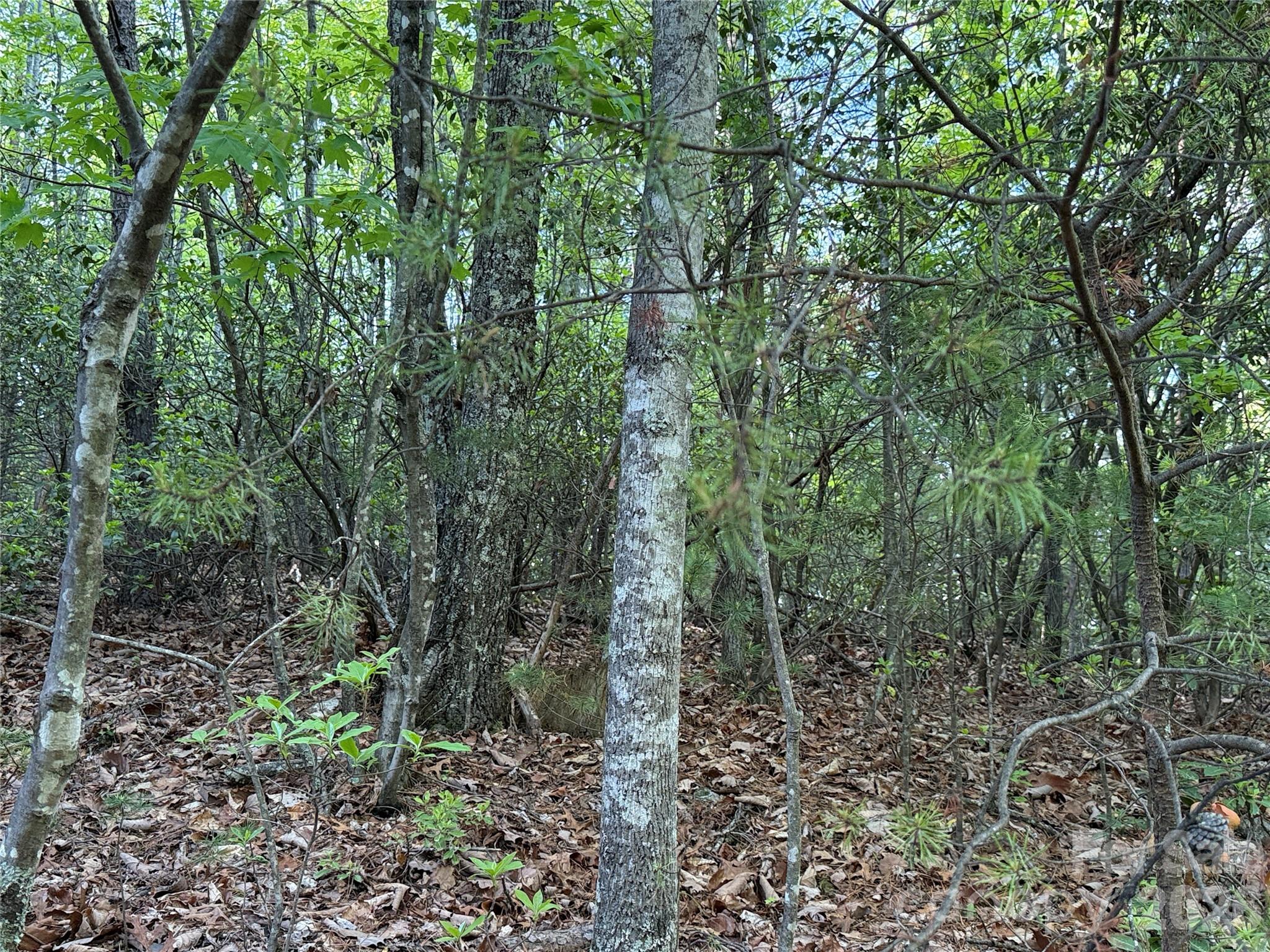 Tbd Wolf Pen Road Purlear NC 28665