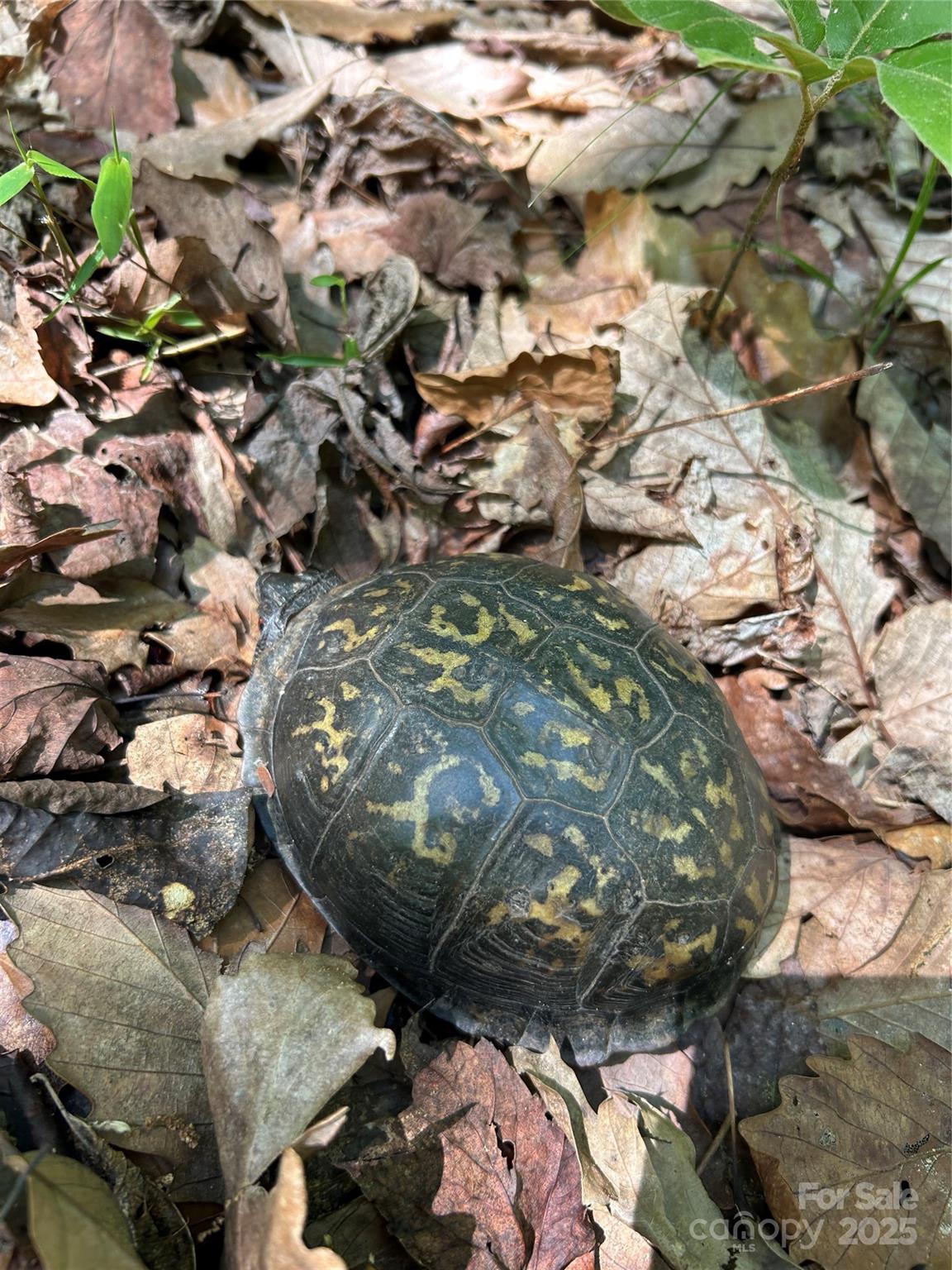 155 Big View Drive Marion NC 28752