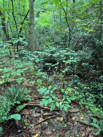 645 Tunnel Road Marion NC 28752
