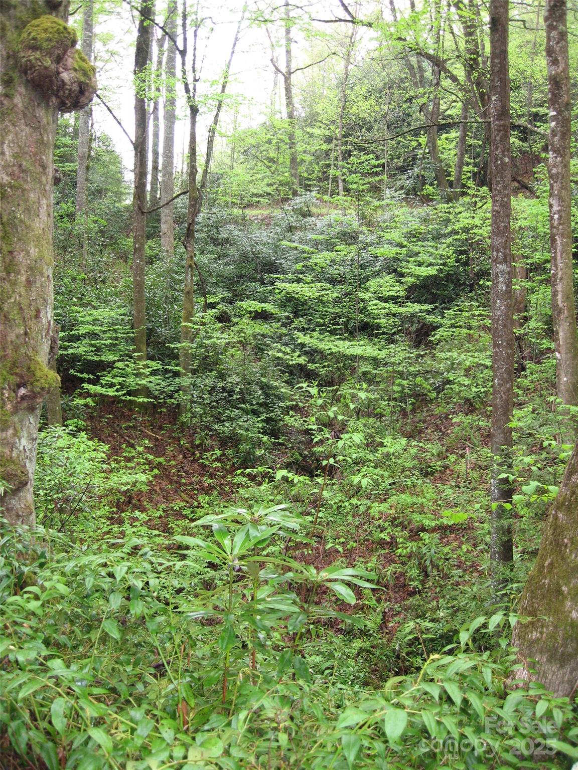 313 Line Runner Ridge Road Rosman NC 28772