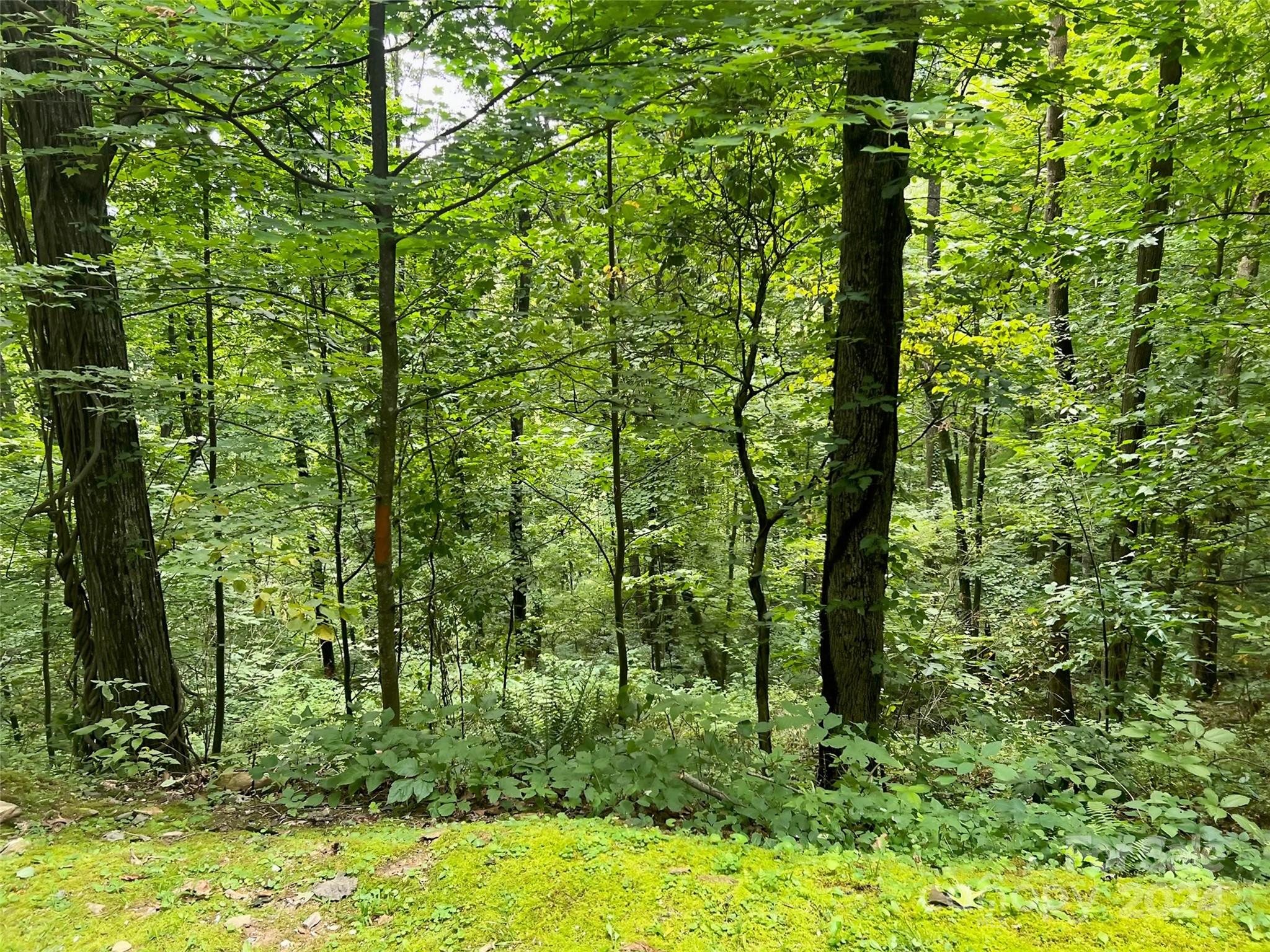 0000 Brigham Drive Waynesville NC 28785