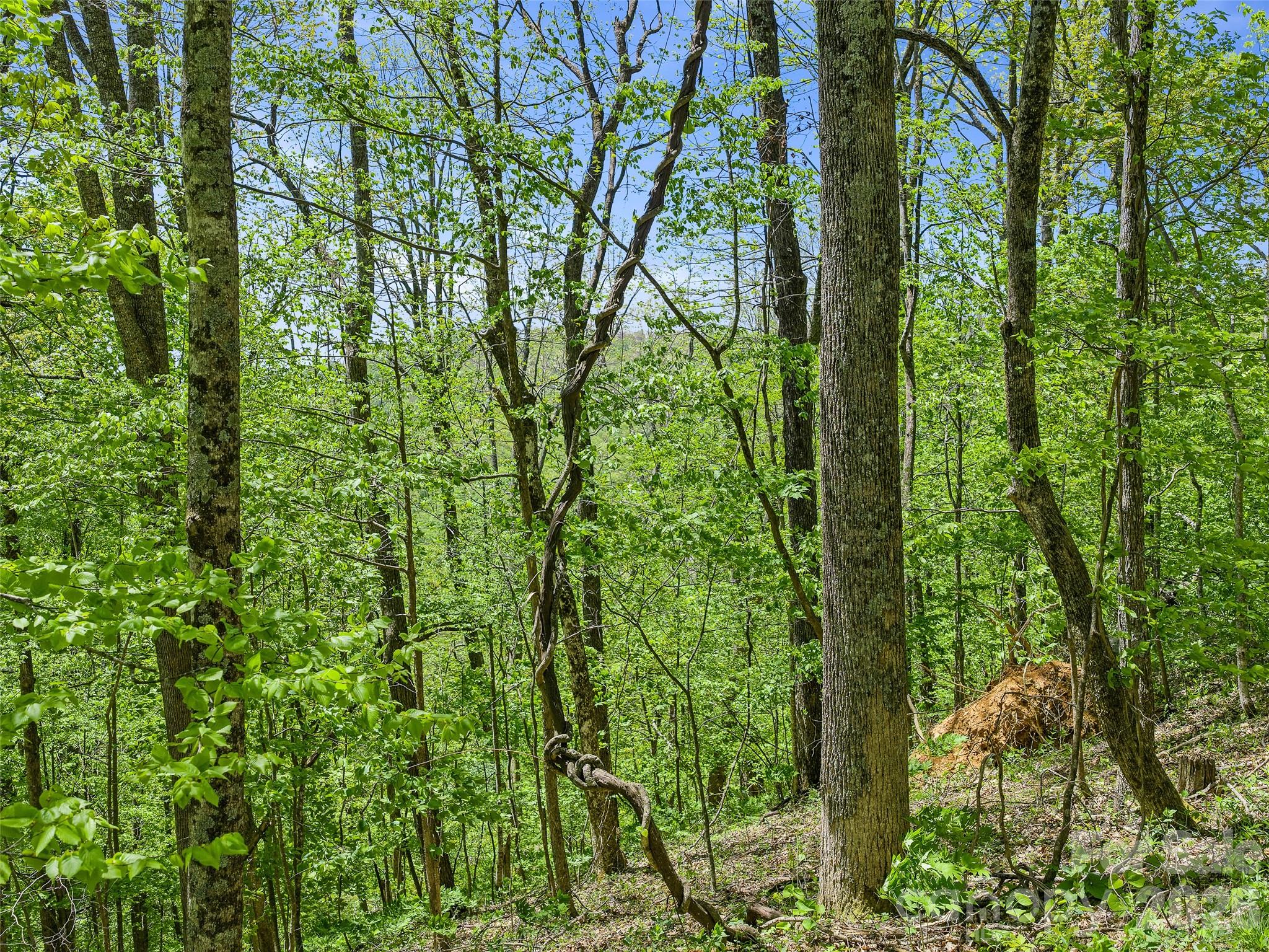 Tbd Holly Dale Drive Spruce Pine NC 28777