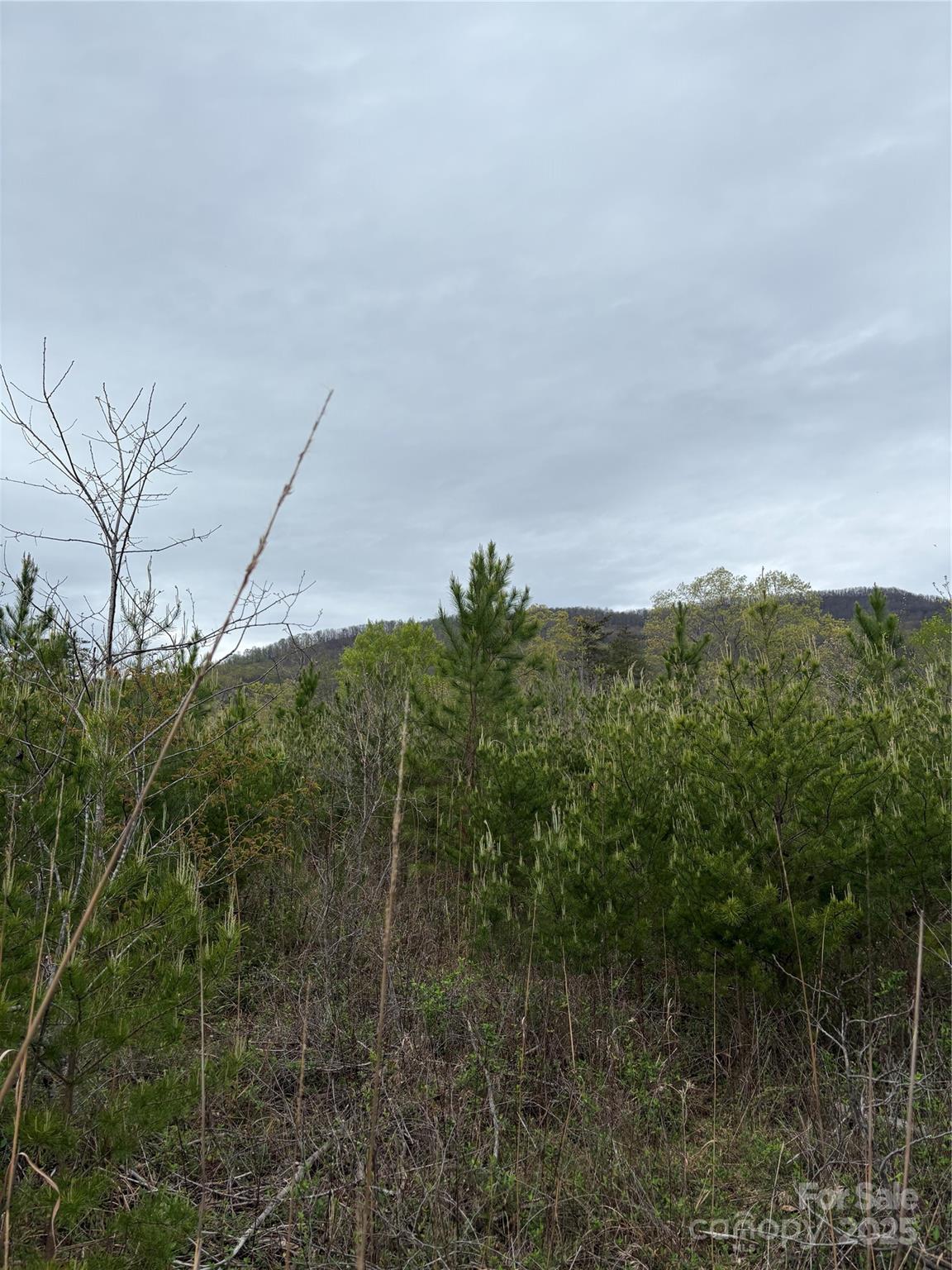 0 Rose Hollow Drive Mill Spring NC 28756