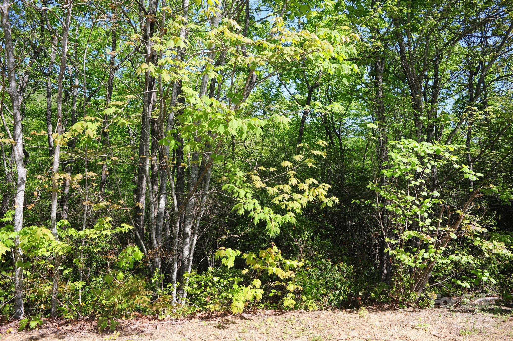 99999 Mountain Falls Trail Black Mountain NC 28711
