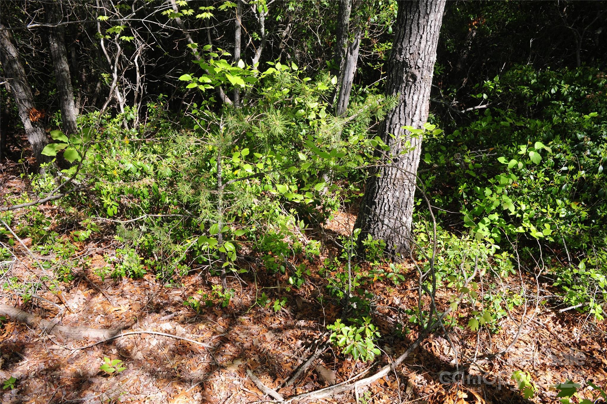 99999 Mountain Falls Trail Black Mountain NC 28711