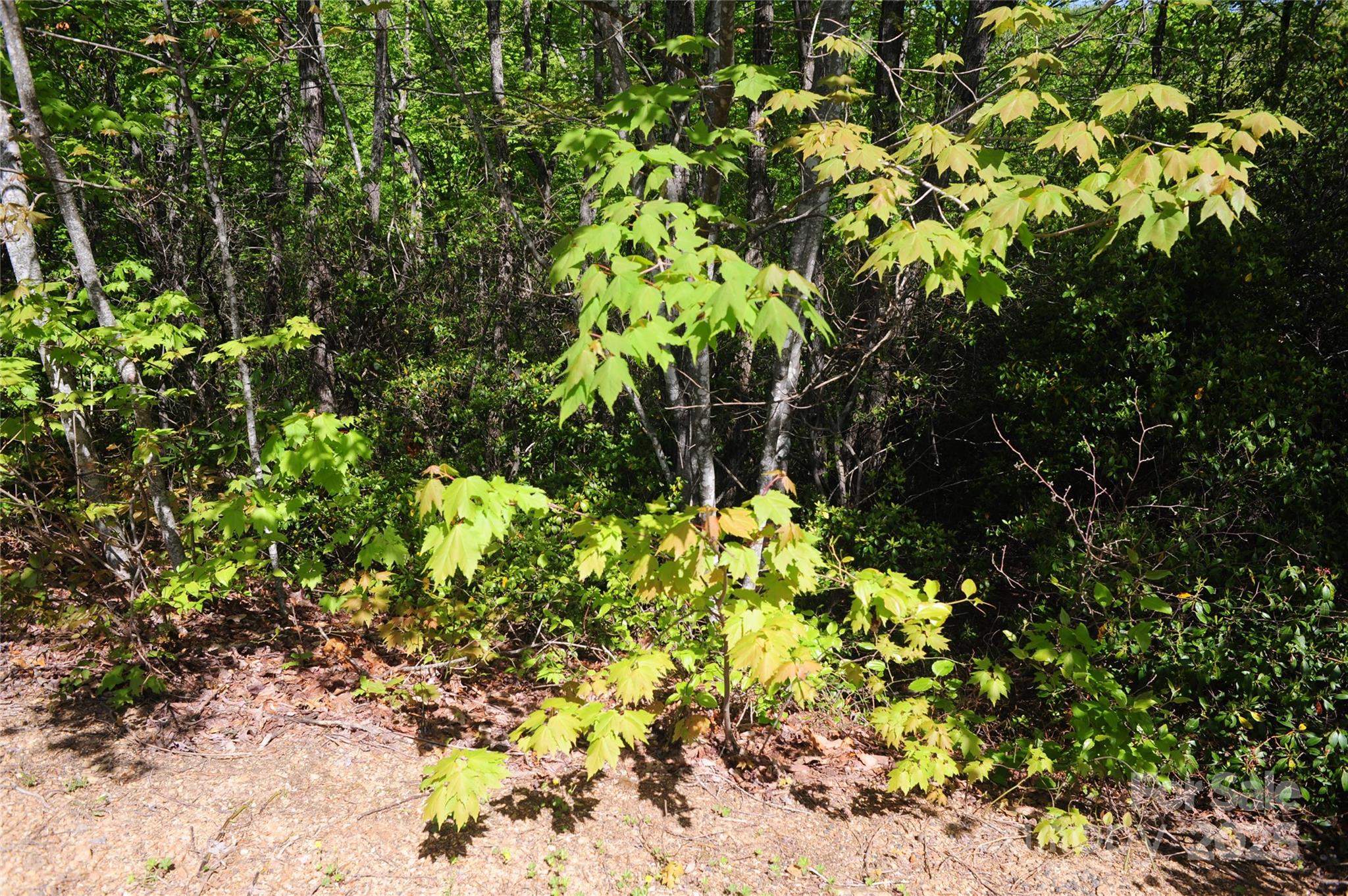 99999 Mountain Falls Trail Black Mountain NC 28711