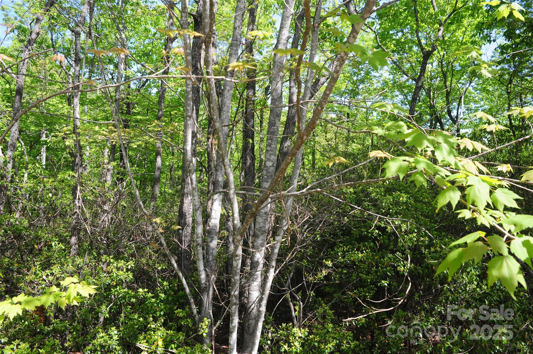 99999 Mountain Falls Trail Black Mountain NC 28711