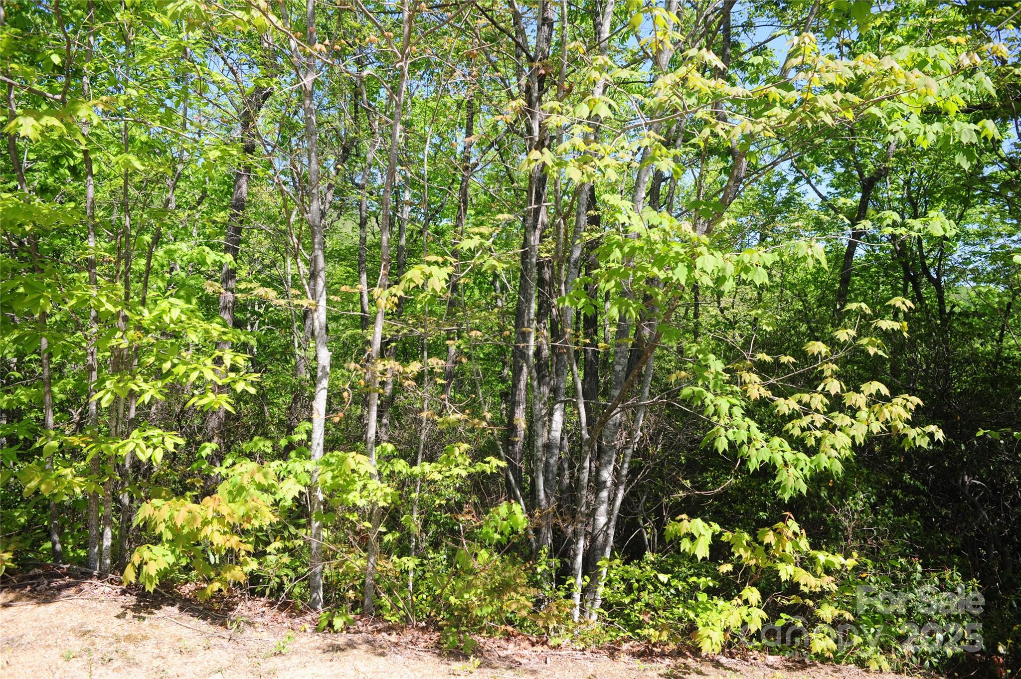 99999 Mountain Falls Trail Black Mountain NC 28711