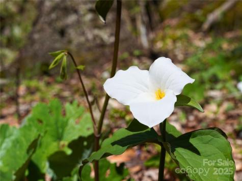 48 Benfield Road Weaverville NC 28787