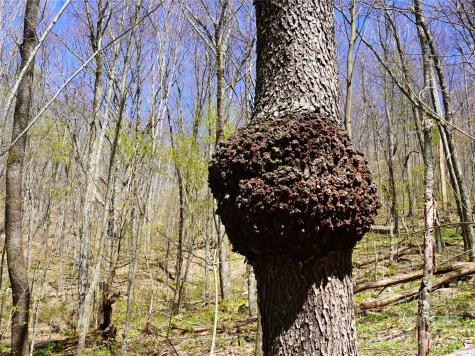 48 Benfield Road Weaverville NC 28787