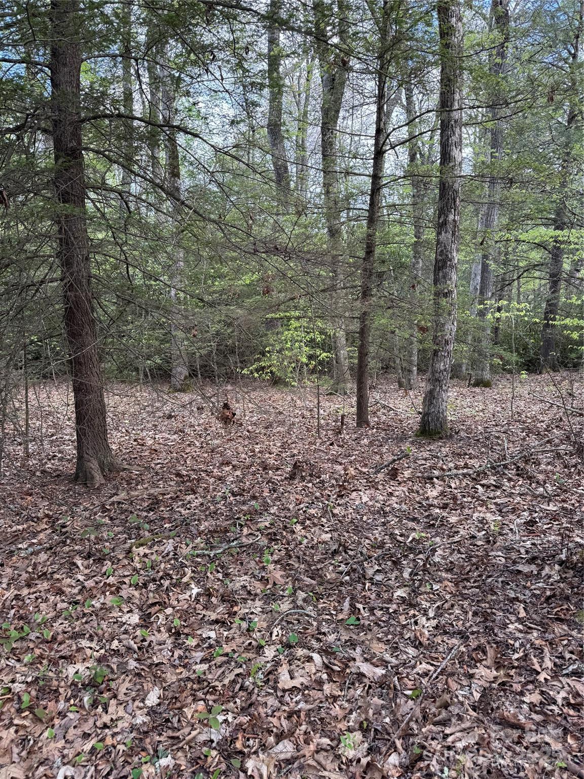 Tbd Black Bear Trail Linville NC 28646