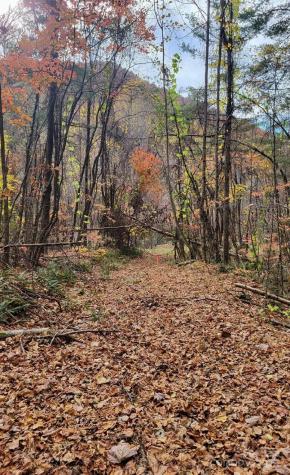 Tbd Billy Cove Road Candler NC 28715