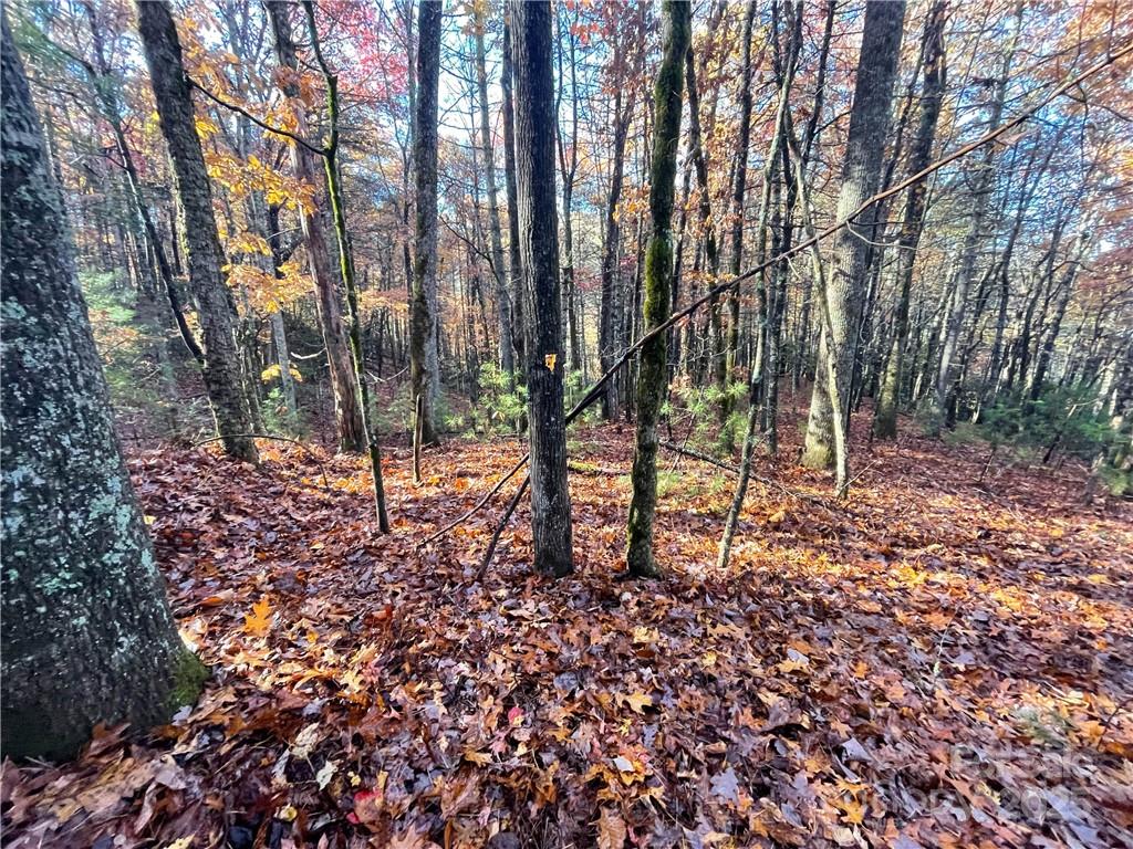 9999 Sassafras Road Cedar Mountain NC 28718