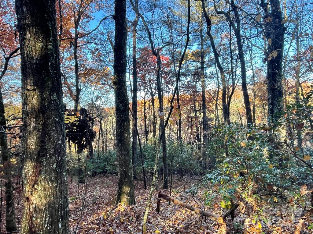 9999 Sassafras Road Cedar Mountain NC 28718