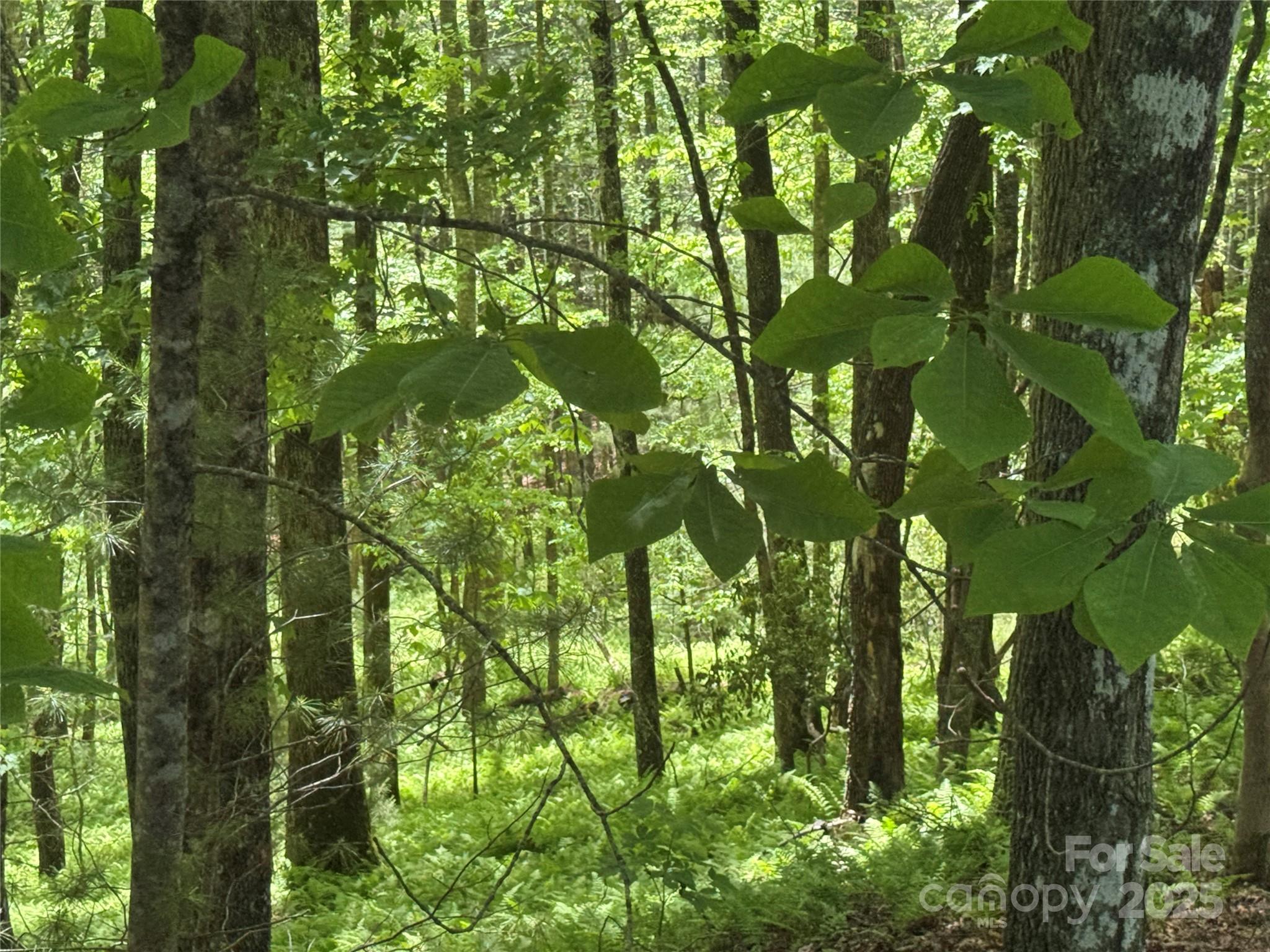 9999 Sassafras Road Cedar Mountain NC 28718